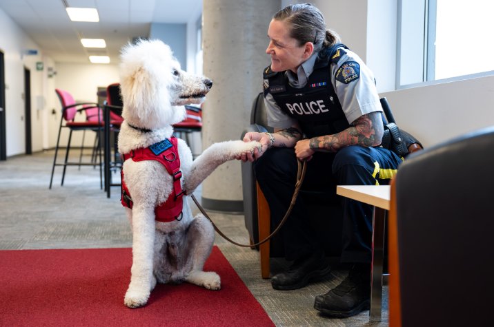 Dans un couloir, un caniche blanc portant une veste rouge de chien de service est assis sur un tapis rouge, sa patte posée dans la main d’une policière de la GRC.