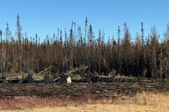 En premier plan, le sol est tapissé d’herbe jaune touffue, et en deuxième plan se dressent des troncs d’arbres dénudés. Le ciel est d’un bleu profond.
