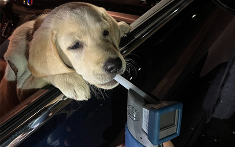 Un chiot examine un appareil de détection d’alcool. 