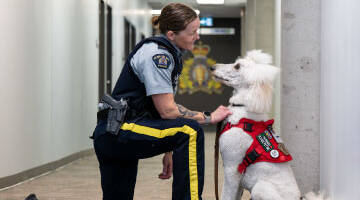 Une policière de la GRC s’agenouille dans un couloir, et regarde attentivement un chien de service blanc vêtu d’une veste rouge.
