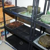 MDMA de différentes couleurs séchant sur des plateaux posés sur des étagères