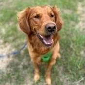 Le golden retriever appelé Murphy.