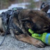 Le chien de police Lady fait une pause apès avoir reniflé des drogues avec la Patrouille routière de la C.-B.