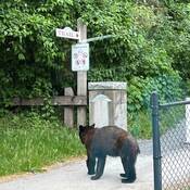 Un ours au début d’un sentier.