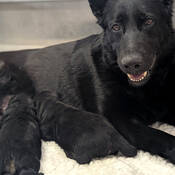 Tous les bergers allemands travaillant comme chiens policiers à la GRC sont issus du CDCP dans le cadre du Programme d’élevage de chiens de la GRC.