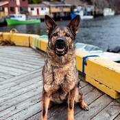 Le chien policier Marlow