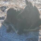 Un orignal couché sur l’herbe