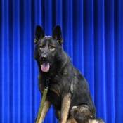 Chien policier Shelby