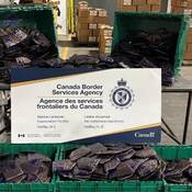 Une grande quantité de paquets de cocaïne scellés exposés dans des bacs verts avec une affiche de l'ASFC. Les drogues ont été saisies par des agents de l'Agence des services frontaliers du Canada à Halifax, en Nouvelle-Écosse, en mars 2026.