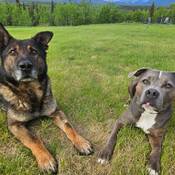 Duke, chien policier à la retraite, et Tank, chien de la famille