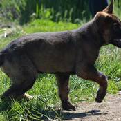 Le chien policier Hank trotte de gauche à droite sur un sentier de terre, la patte avant droite en l’air, en pleine foulée.