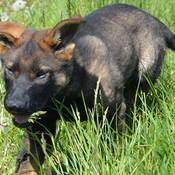 Le chien policier Hank court dans les hautes herbes, les deux oreilles dressées, et la gueule légèrement ouverte pour reprendre son souffle.