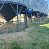 Spilled Grain | Grains Renversés