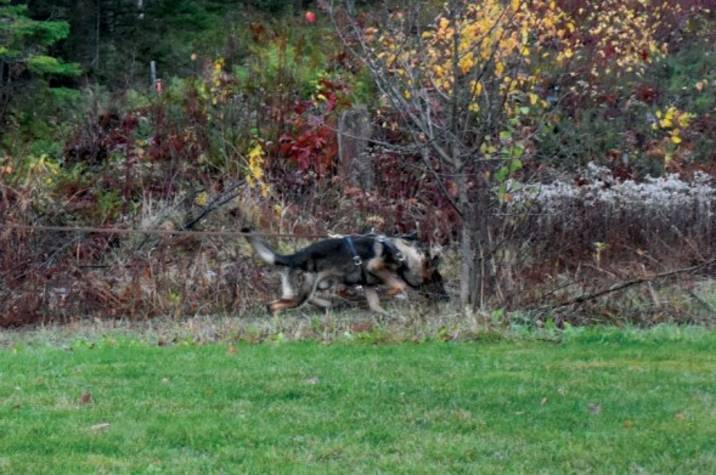 Police officer with dog on a leash in the forest.