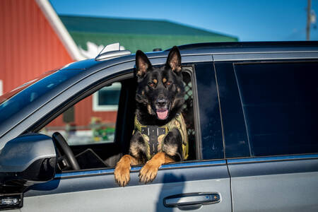 RCMP service dog Czar assisted in the apprehension of a suspect on July 2 on the Sioux Valley Dakota Nation.