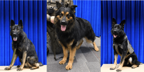 Three German Shepards in front of a blue curtain