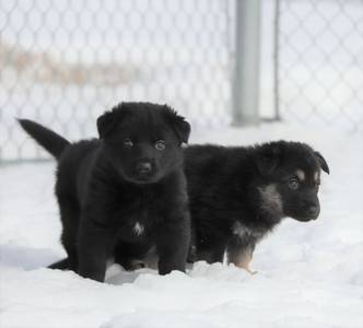 Two German shepherd puppies stand in the snow.  One is all black with a little white patch of fur on its chest. The other is black and sable.