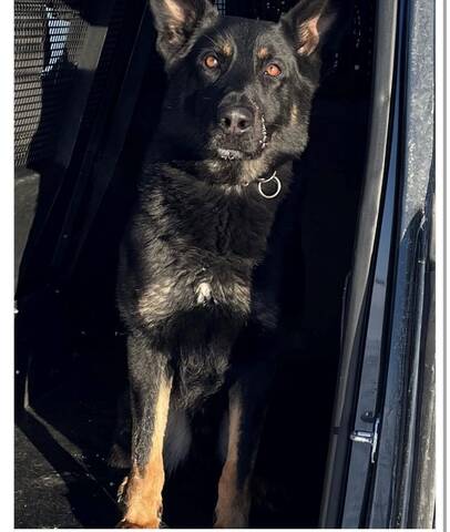 Police service dog Marook located and apprehended a suspect wanted on four unendorsed warrants of arrest on June 14.