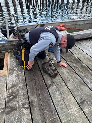 RCMP officer kneeling over otter on a dock
