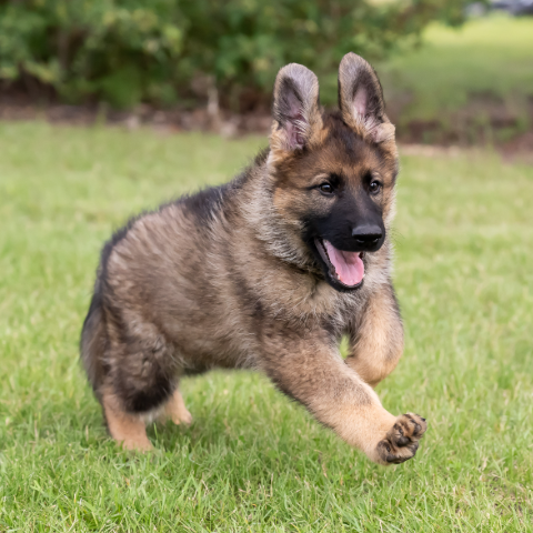 A German shepherd puppy that is black and sable runs on the grass.