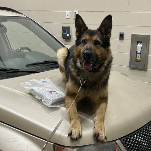 Un chien policier avec un paquet de cocaïne