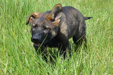 Front facing photo of PDS Hank walking through tall grass.  His left ear is up pointing to the sky while the right ear remains down