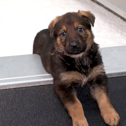 A german shepherd puppy tilts its’ head to the side.