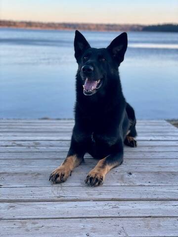 Maroook, an RCMP service dog, helped arrest the male.