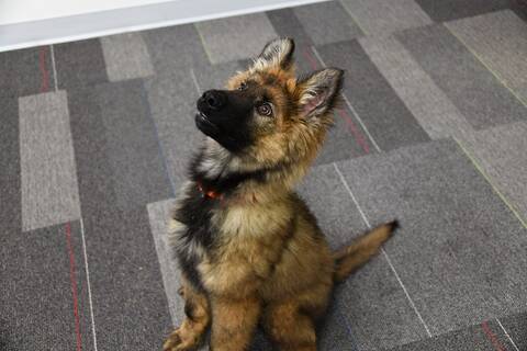 brown and black German Shepperd puppy