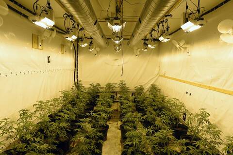 Illegal cannabis plantation inside the warehouse.