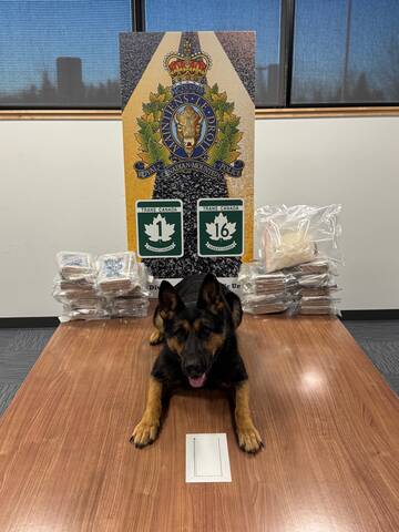 Police dog laying on a table with packaged drugs seized by RCMP. // Chien policier couché sur une table avec des paquets de drogue saisis par la GRC.