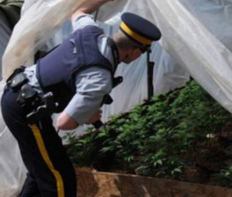 Un policier découvrant des plants de marihuana