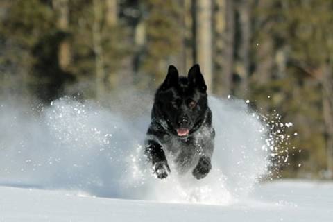Le chien policier Baron courant dans la neige